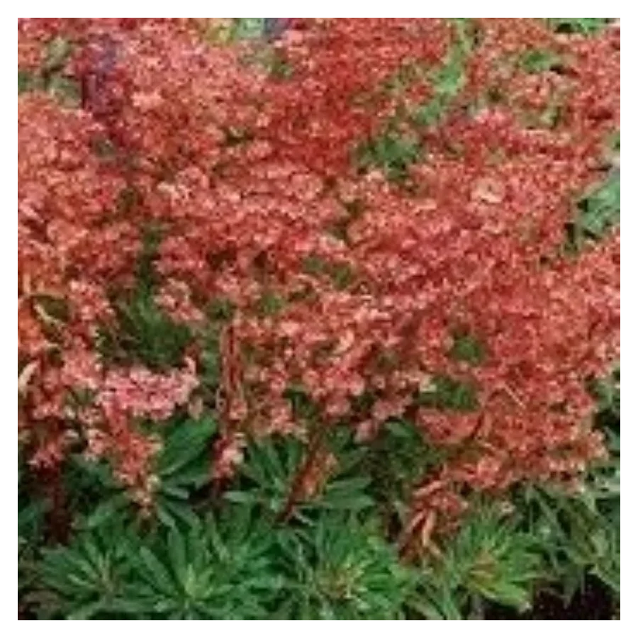 Euphorbia characias Galaxy Glow  Wilczomlecz Błękitnawy-Rośliny od Ogrodnika Szkółka Barcikowscy