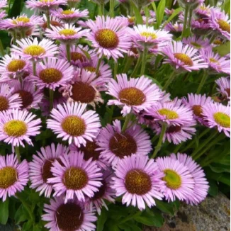 Erigeron glaucus Sea Breeze Przymiotno Sine-Rośliny od Ogrodnika Szkółka Barcikowscy