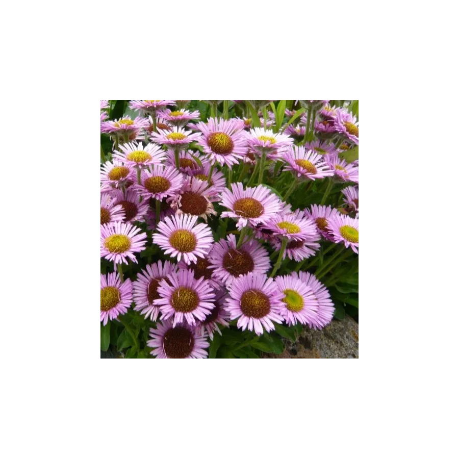 Erigeron glaucus Sea Breeze Przymiotno Sine-Rośliny od Ogrodnika Szkółka Barcikowscy