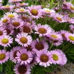 Erigeron glaucus Sea Breeze Przymiotno Sine-Rośliny od Ogrodnika Szkółka Barcikowscy