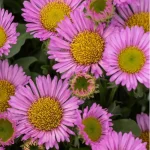 Erigeron glaucus Sea Breeze Przymiotno Sine-Rośliny od Ogrodnika Szkółka Barcikowscy