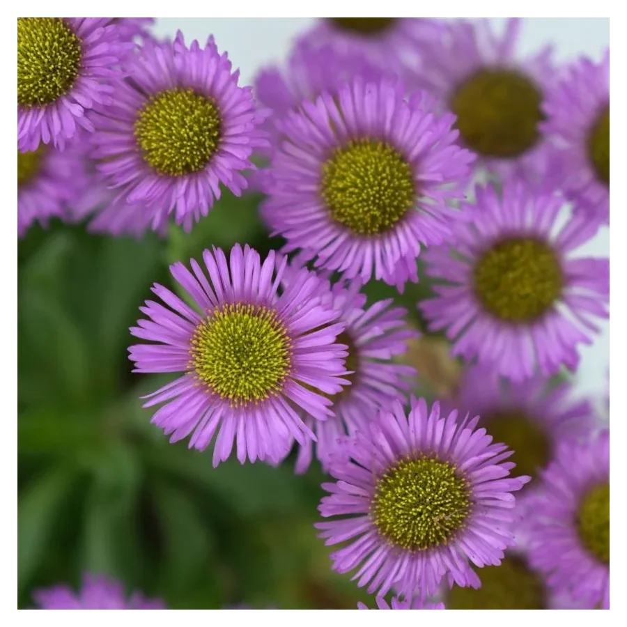 Erigeron glaucus Sea Breeze Przymiotno Sine-Rośliny od Ogrodnika Szkółka Barcikowscy