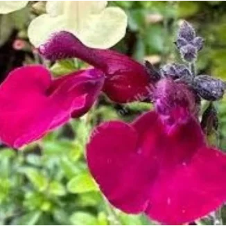 Salvia gregii Viola's Darling  Szałwia-Rośliny od Ogrodnika Szkółka Barcikowscy