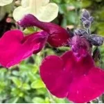 Salvia gregii Viola's Darling  Szałwia-Rośliny od Ogrodnika Szkółka Barcikowscy