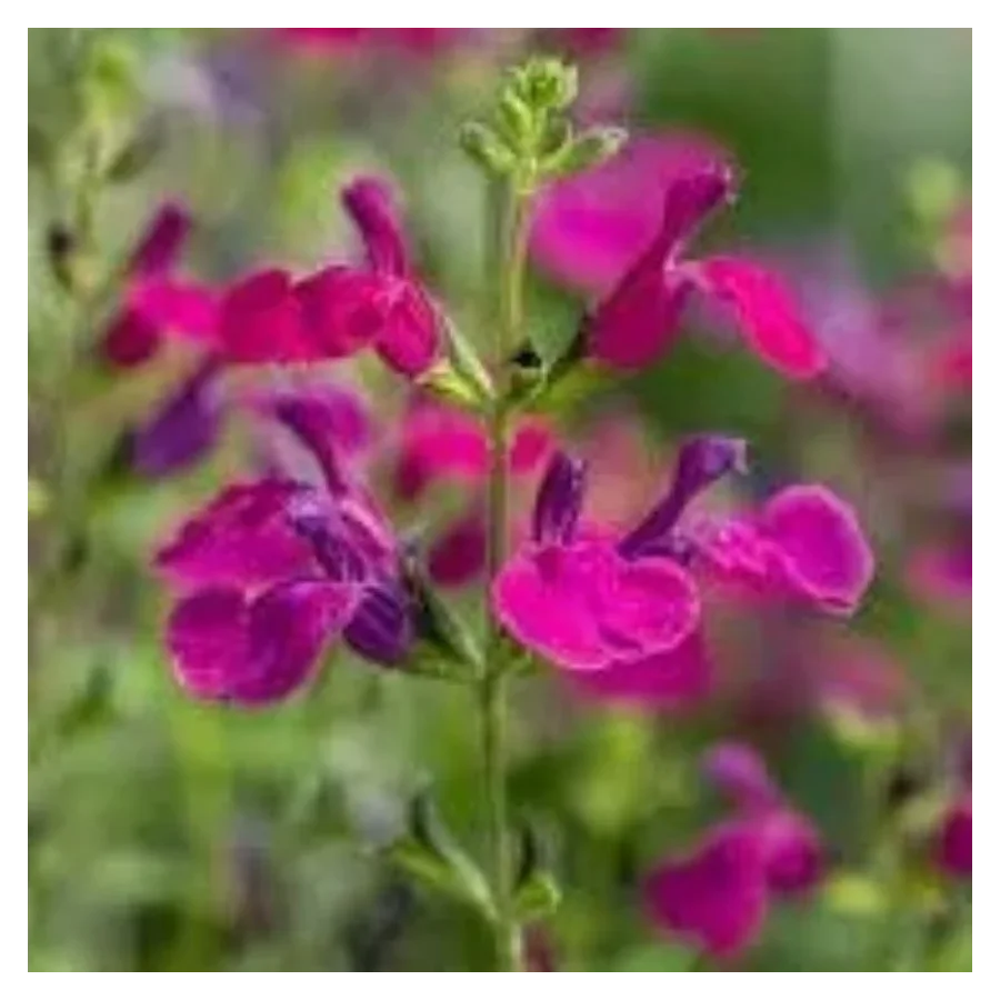 Salvia gregii Viola's Darling  Szałwia-Rośliny od Ogrodnika Szkółka Barcikowscy