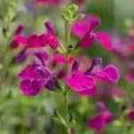 Salvia gregii Viola's Darling  Szałwia-Rośliny od Ogrodnika Szkółka Barcikowscy