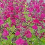 Salvia gregii Viola's Darling  Szałwia-Rośliny od Ogrodnika Szkółka Barcikowscy