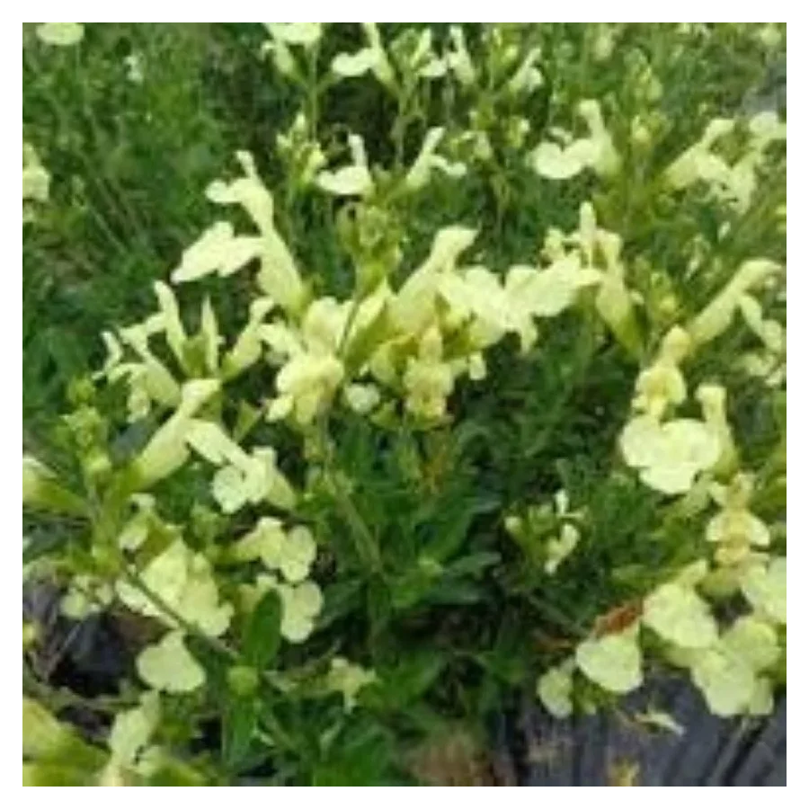 Salvia gregii Lemon Light  Szałwia jesienna- Rośliny od Ogrodnika Szkółka Barcikowscy