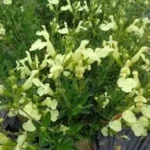 Salvia gregii Lemon Light  Szałwia jesienna- Rośliny od Ogrodnika Szkółka Barcikowscy
