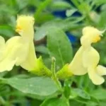 Salvia gregii Lemon Light  Szałwia jesienna- Rośliny od Ogrodnika Szkółka Barcikowscy