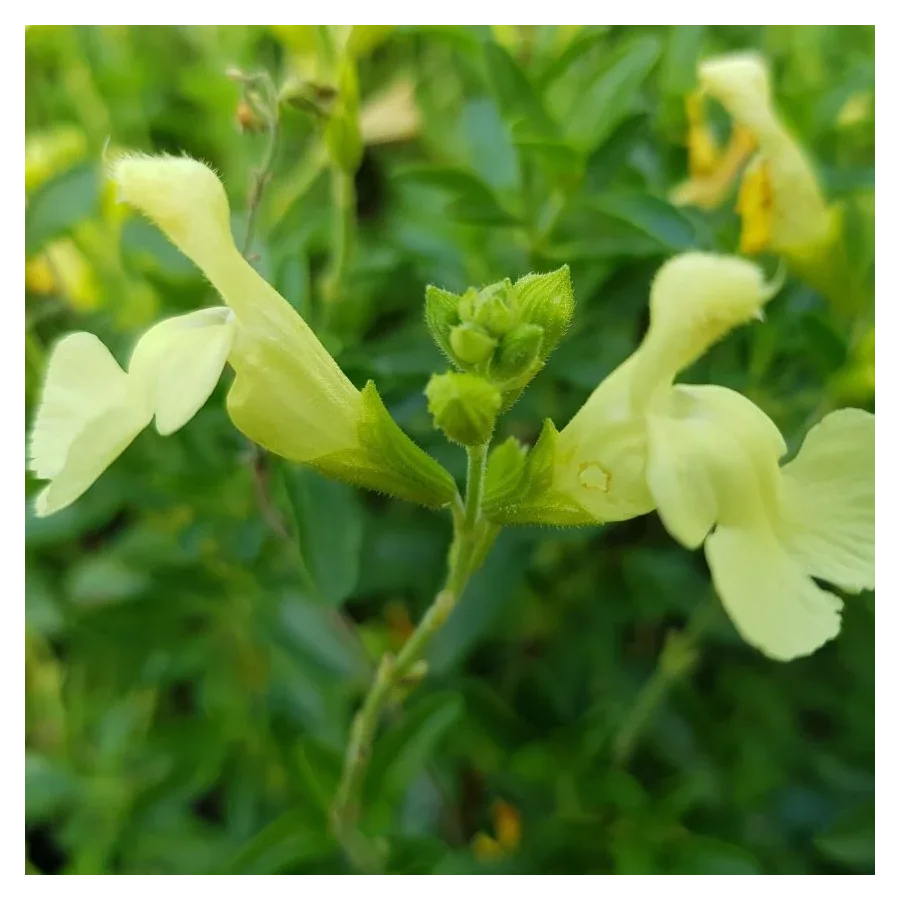 Salvia gregii Lemon Light  Szałwia jesienna- Rośliny od Ogrodnika Szkółka Barcikowscy