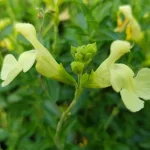 Salvia gregii Lemon Light  Szałwia jesienna- Rośliny od Ogrodnika Szkółka Barcikowscy