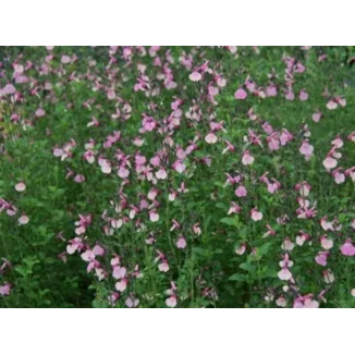 Salvia gregii Dancing Dolls Szałwia -Rośliny od Ogrodnika Szkółka Barcikowscy