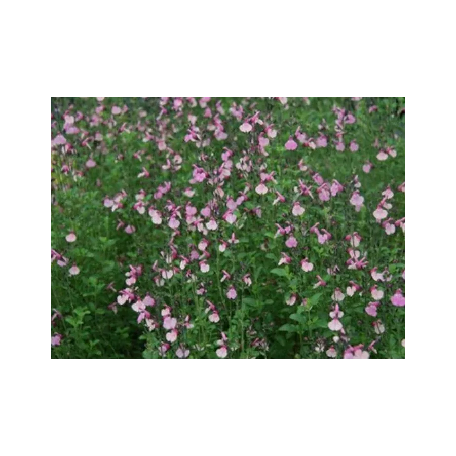 Salvia gregii Dancing Dolls Szałwia -Rośliny od Ogrodnika Szkółka Barcikowscy