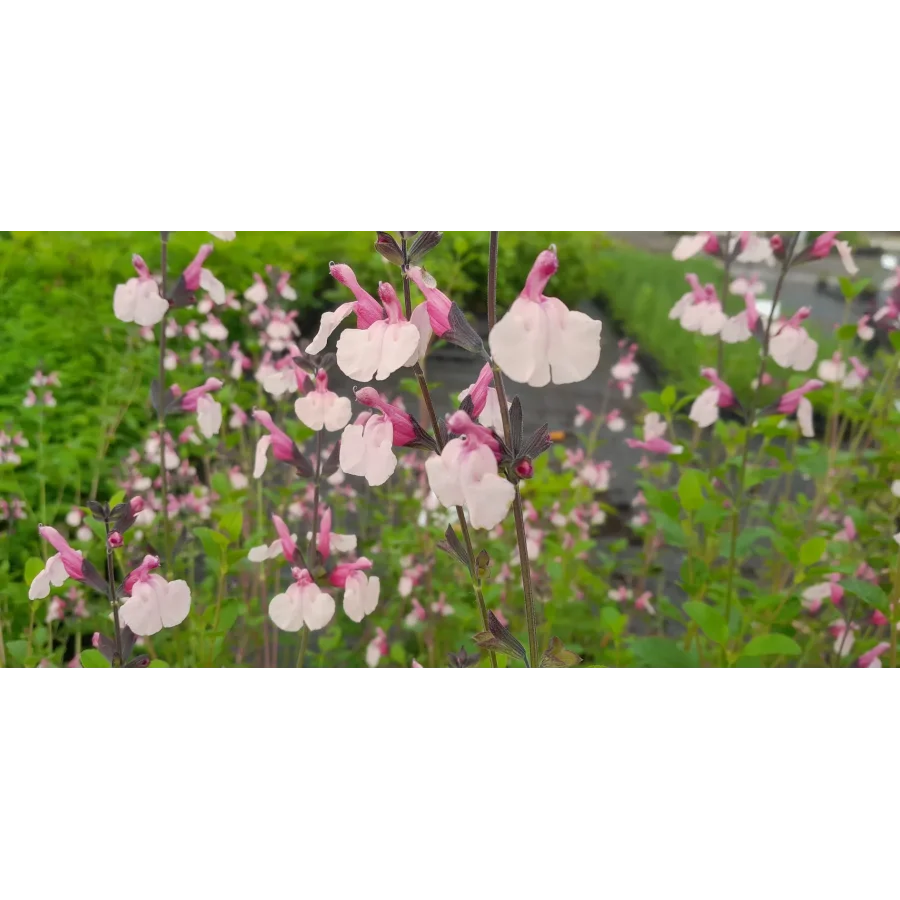 Salvia gregii Dancing Dolls Szałwia -Rośliny od Ogrodnika Szkółka Barcikowscy