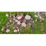 Salvia gregii Dancing Dolls Szałwia -Rośliny od Ogrodnika Szkółka Barcikowscy