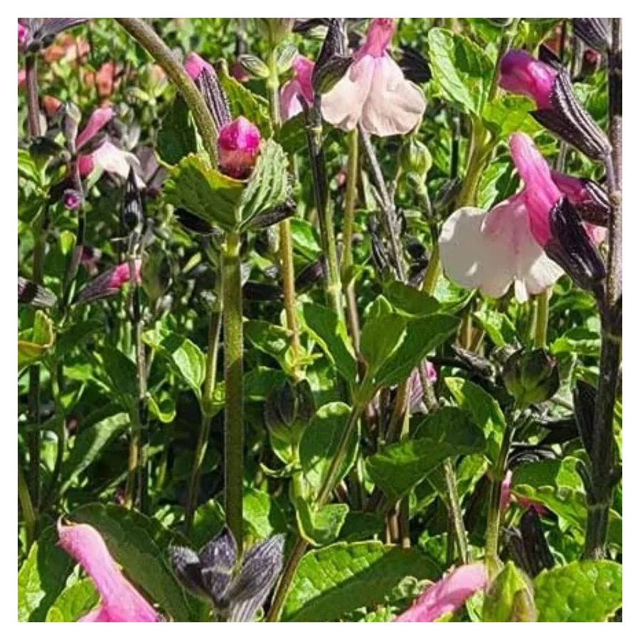 Salvia gregii Dancing Dolls Szałwia -Rośliny od Ogrodnika Szkółka Barcikowscy