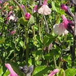 Salvia gregii Dancing Dolls Szałwia -Rośliny od Ogrodnika Szkółka Barcikowscy