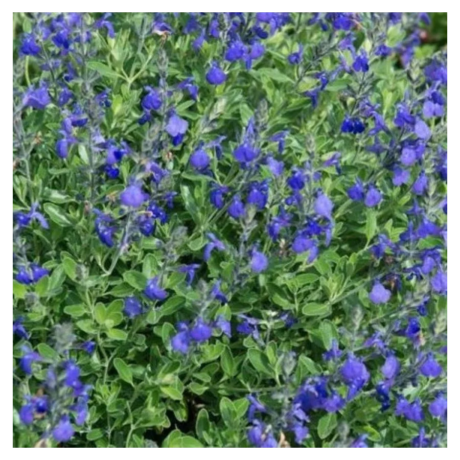 Salvia gregii Blue Note  Szałwia-Rośliny od Ogrodnika Szkółka Barcikowscy