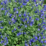 Salvia gregii Blue Note  Szałwia-Rośliny od Ogrodnika Szkółka Barcikowscy
