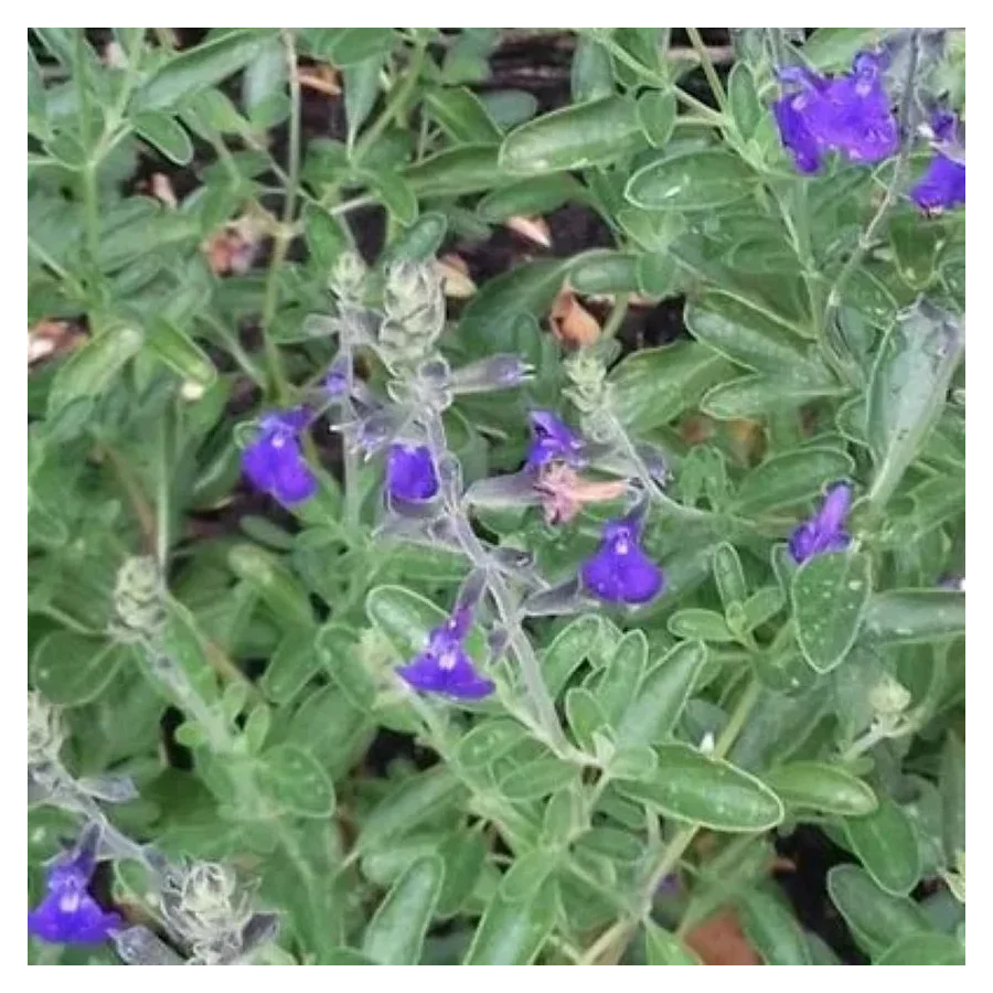 Salvia gregii Blue Note  Szałwia-Rośliny od Ogrodnika Szkółka Barcikowscy