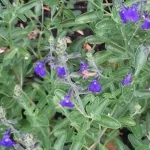 Salvia gregii Blue Note  Szałwia-Rośliny od Ogrodnika Szkółka Barcikowscy