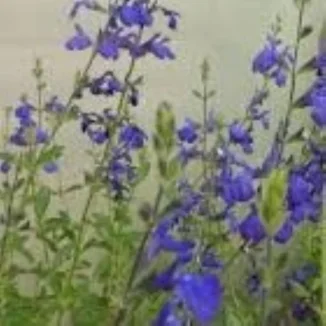 Salvia gregii Blue Note  Szałwia-Rośliny od Ogrodnika Szkółka Barcikowscy