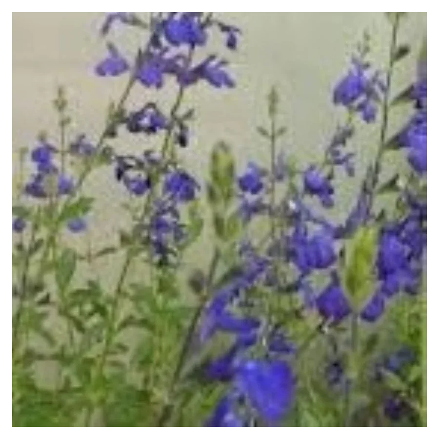 Salvia gregii Blue Note  Szałwia-Rośliny od Ogrodnika Szkółka Barcikowscy