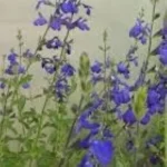 Salvia gregii Blue Note  Szałwia-Rośliny od Ogrodnika Szkółka Barcikowscy