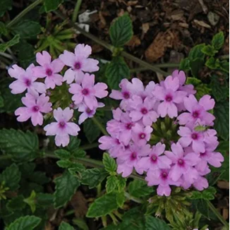 Verbena hybrida Seabrook's Lavender Werbena-Rośliny od Ogrodnika Szkółka Barcikowscy