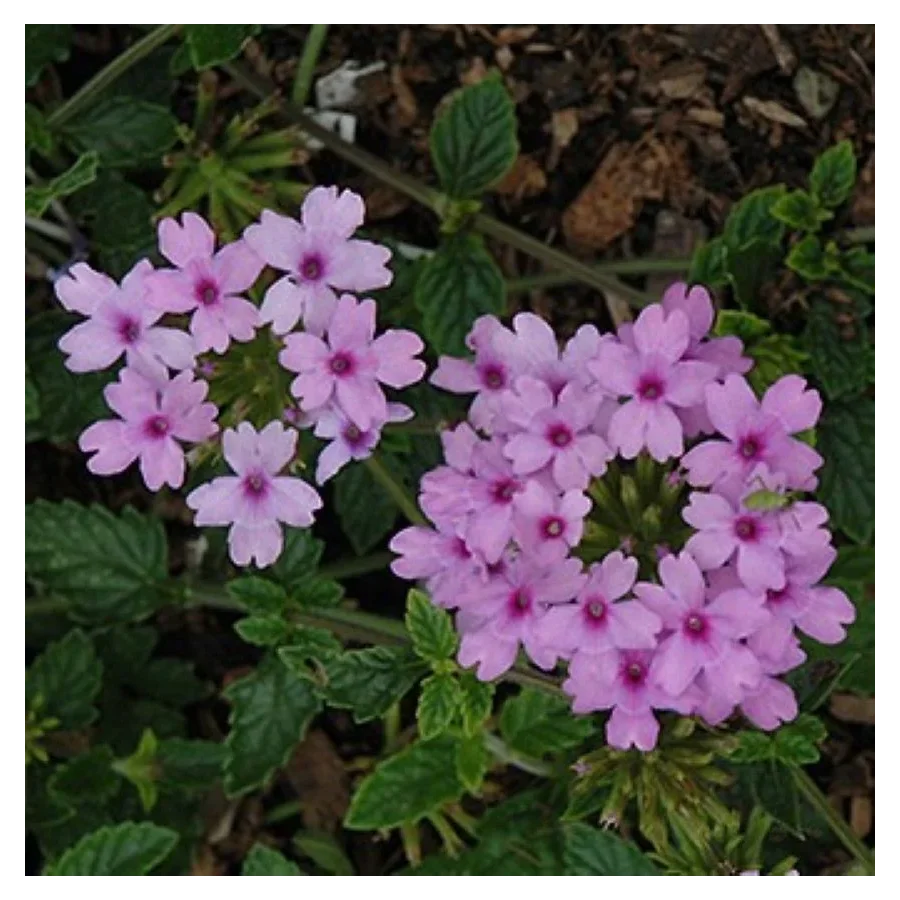 Verbena hybrida Seabrook's Lavender Werbena-Rośliny od Ogrodnika Szkółka Barcikowscy