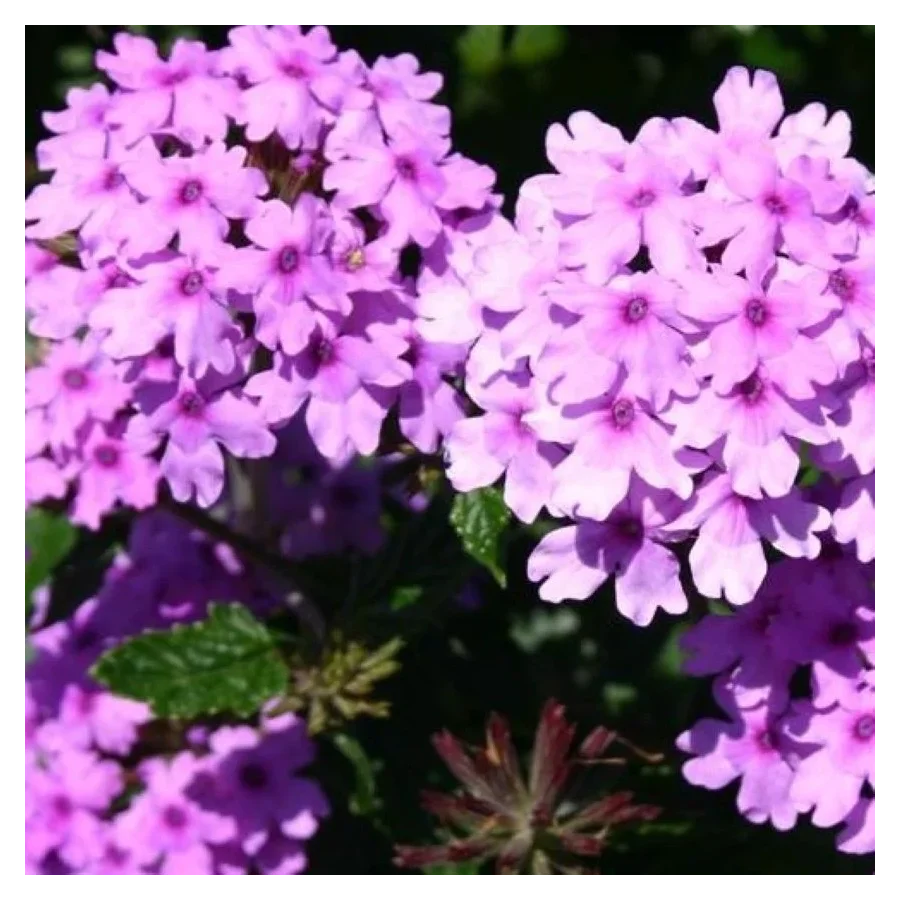 Verbena hybrida Seabrook's Lavender Werbena-Rośliny od Ogrodnika Szkółka Barcikowscy