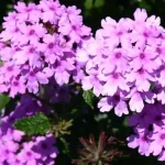 Verbena hybrida Seabrook's Lavender Werbena-Rośliny od Ogrodnika Szkółka Barcikowscy