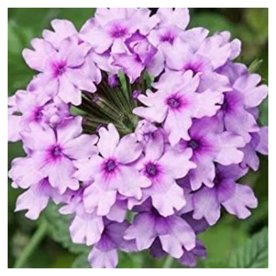 Verbena hybrida Seabrook's Lavender Werbena-Rośliny od Ogrodnika Szkółka Barcikowscy