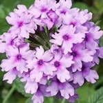 Verbena hybrida Seabrook's Lavender Werbena-Rośliny od Ogrodnika Szkółka Barcikowscy