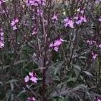 Verbena officinalis Bampton Werbena-Rośliny od Ogrodnika Szkółka Barcikowscy
