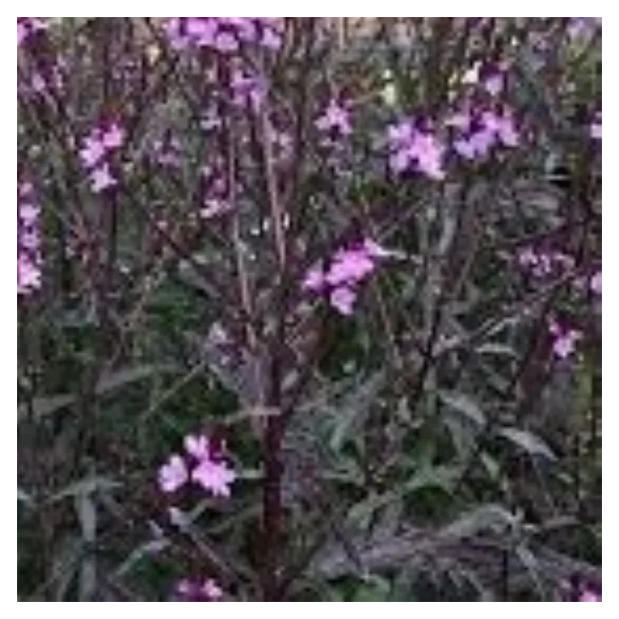 Verbena officinalis Bampton Werbena-Rośliny od Ogrodnika Szkółka Barcikowscy