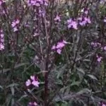 Verbena officinalis Bampton Werbena-Rośliny od Ogrodnika Szkółka Barcikowscy