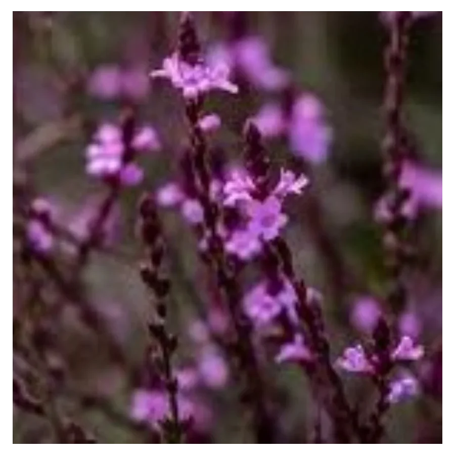 Verbena officinalis Bampton Werbena-Rośliny od Ogrodnika Szkółka Barcikowscy
