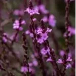 Verbena officinalis Bampton Werbena-Rośliny od Ogrodnika Szkółka Barcikowscy