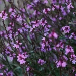 Verbena officinalis Bampton Werbena-Rośliny od Ogrodnika Szkółka Barcikowscy