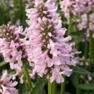 Stachys officinalis Summer Sweets Czyściec lekarski-Rośliny od Ogrodnika Szkółka Barcikowscy