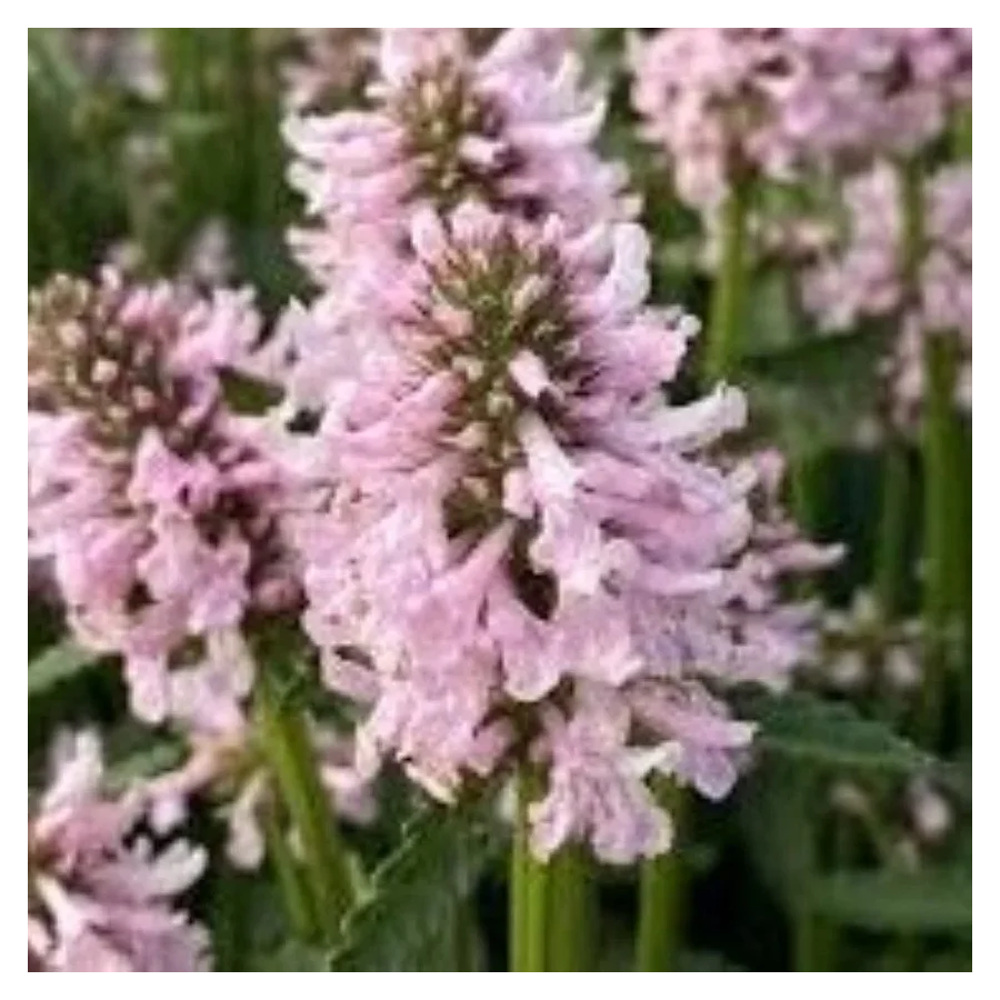 Stachys officinalis Summer Sweets Czyściec lekarski-Rośliny od Ogrodnika Szkółka Barcikowscy