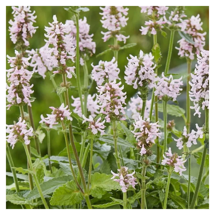 Stachys officinalis Summer Sweets Czyściec lekarski-Rośliny od Ogrodnika Szkółka Barcikowscy
