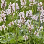 Stachys officinalis Summer Sweets Czyściec lekarski-Rośliny od Ogrodnika Szkółka Barcikowscy