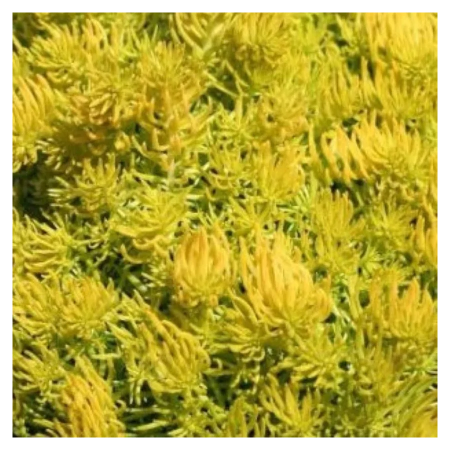 Sedum rupestre Gold Rozchodnik Skalny- Rośliny od Ogrodnika Szkółka Bylin Barcikowscy