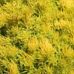 Sedum rupestre Gold Rozchodnik Skalny- Rośliny od Ogrodnika Szkółka Bylin Barcikowscy