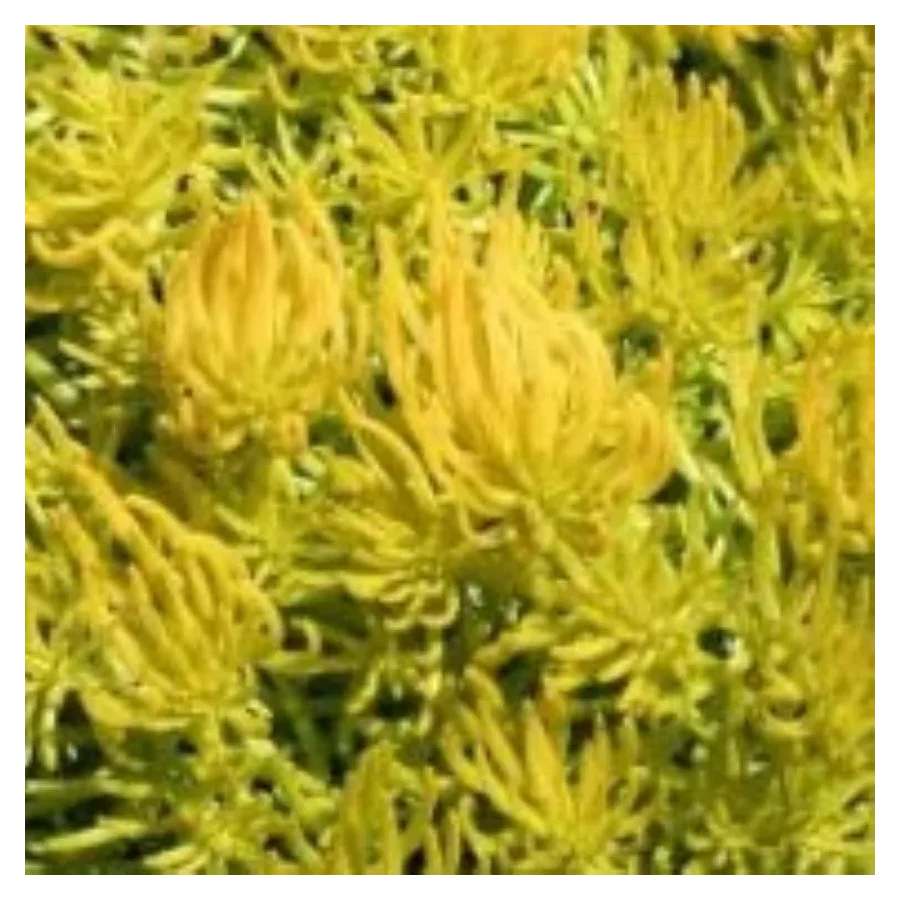 Sedum rupestre Gold Rozchodnik Skalny- Rośliny od Ogrodnika Szkółka Bylin Barcikowscy