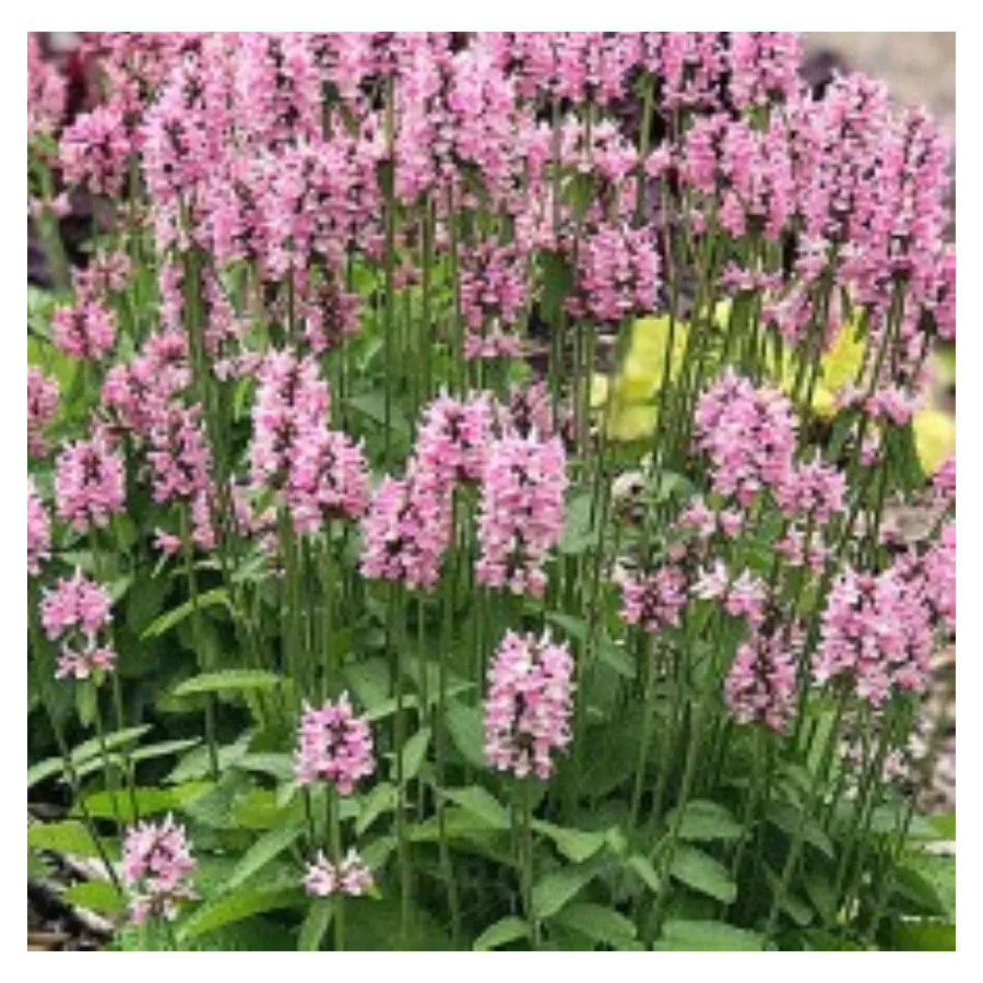 Stachys officinalis Pink Cotton Candy Czyściec lekarski- Rośliny od Ogrodnika Szkółka Barcikowscy