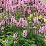 Stachys officinalis Pink Cotton Candy Czyściec lekarski- Rośliny od Ogrodnika Szkółka Barcikowscy